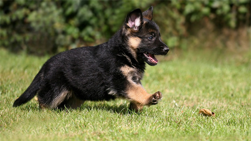 Krueger haus German Shepard Breeder Trainer Wahoo Nebraska