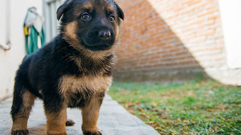 Krueger haus German Shepard Breeder Trainer Wahoo Nebraska